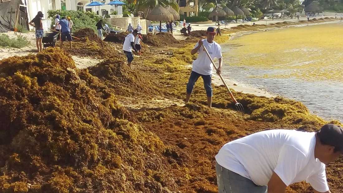 🏖️ ¿Qué es el sargazo y por qué ataca a las playas mexicanas?🏝️