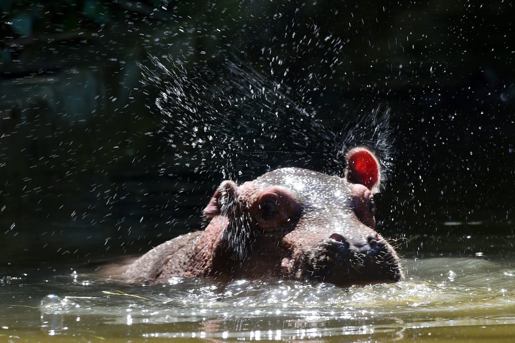 Fallece Tami, la hipopótamo más vieja del mundo