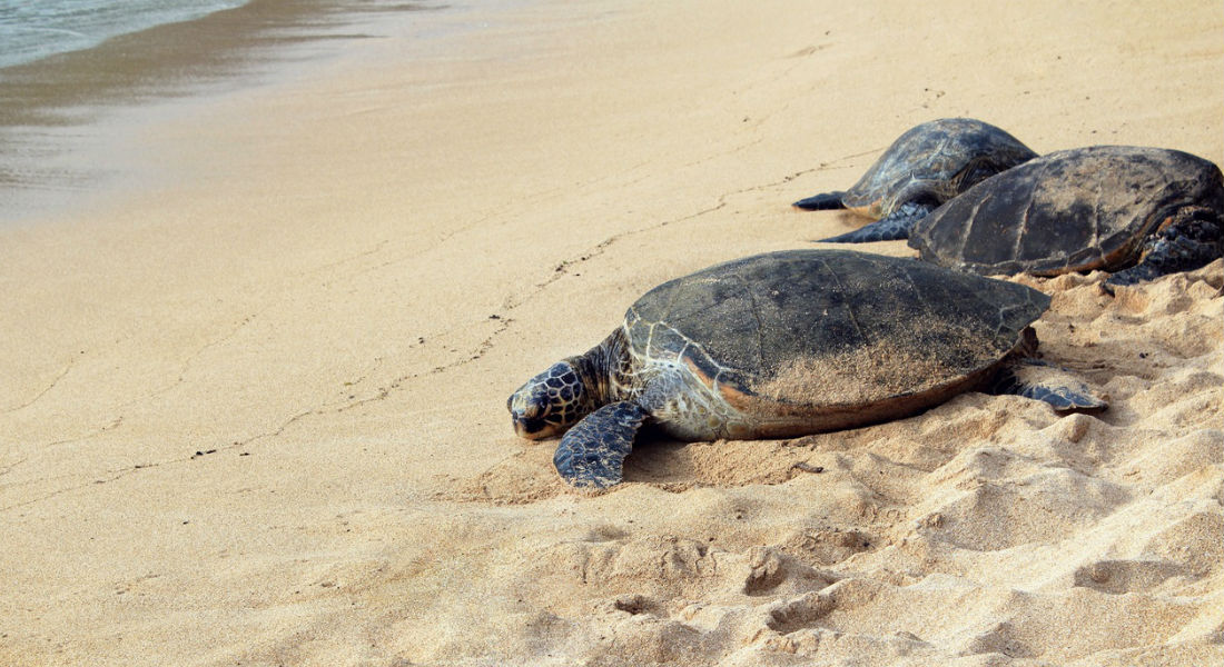 Hallan a 122 tortugas muertas en playas de Chiapas