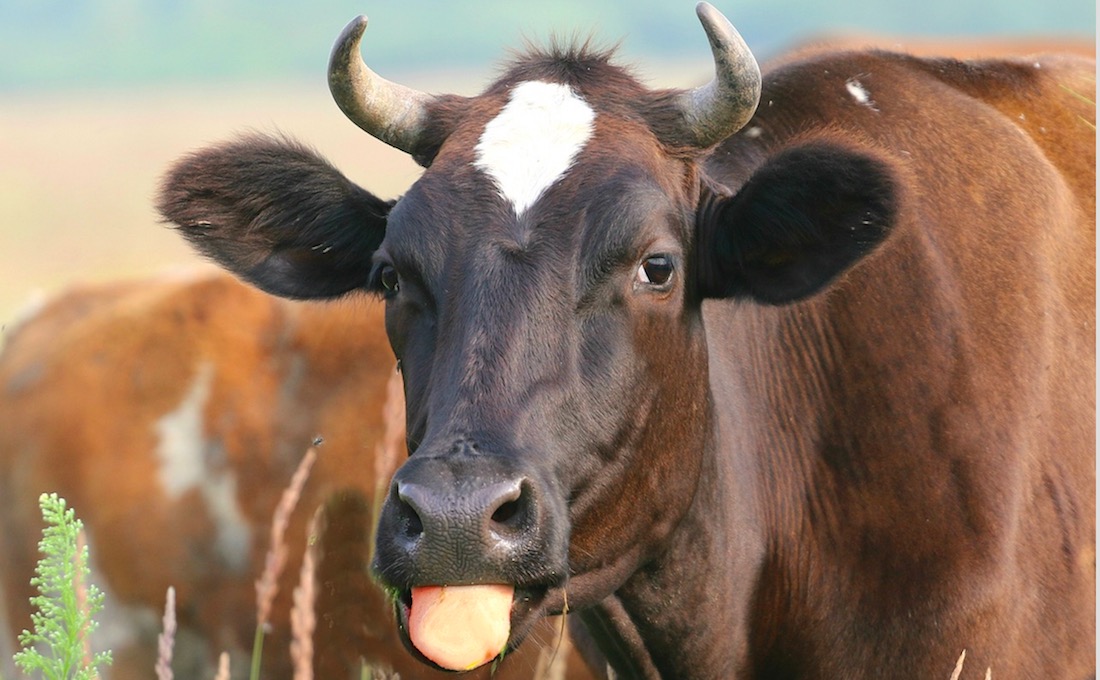Brote de ántrax golpea a animales de granja en Francia