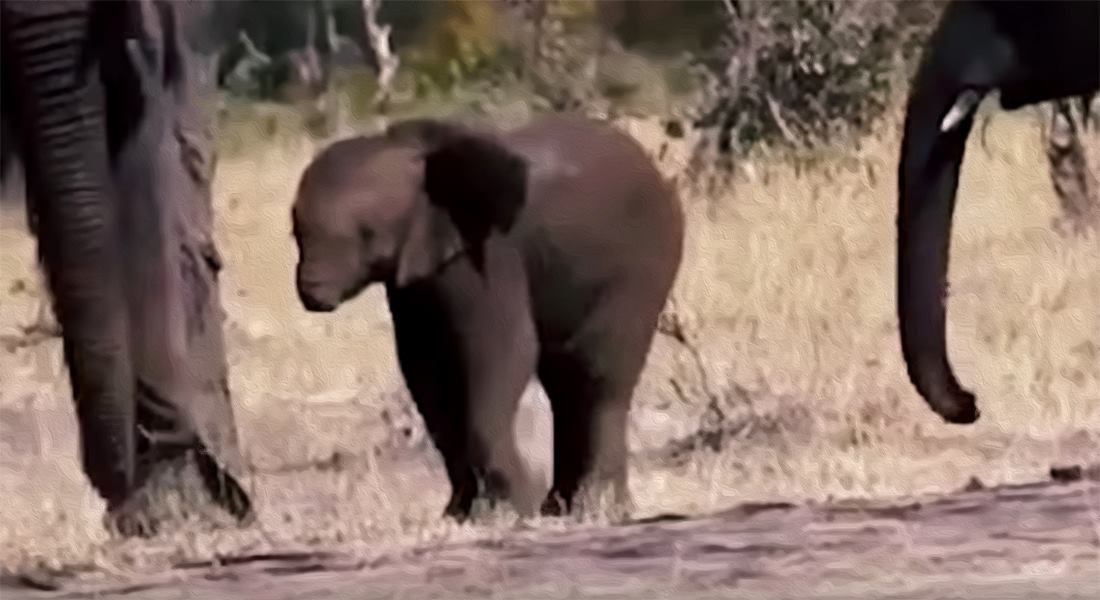 Bebé elefante pierde su trompa por trampa de cacería