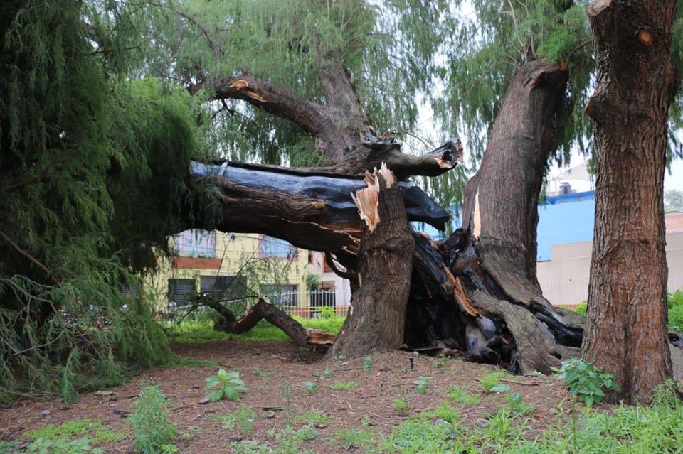 Adiós a 500 años de historia: se quiebra «El Sabino» de Xochimilco