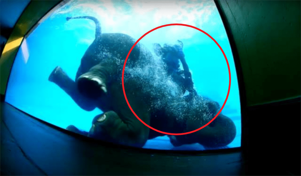 VIDEO: Elefante es cruelmente forzado a bucear para entretener turistas