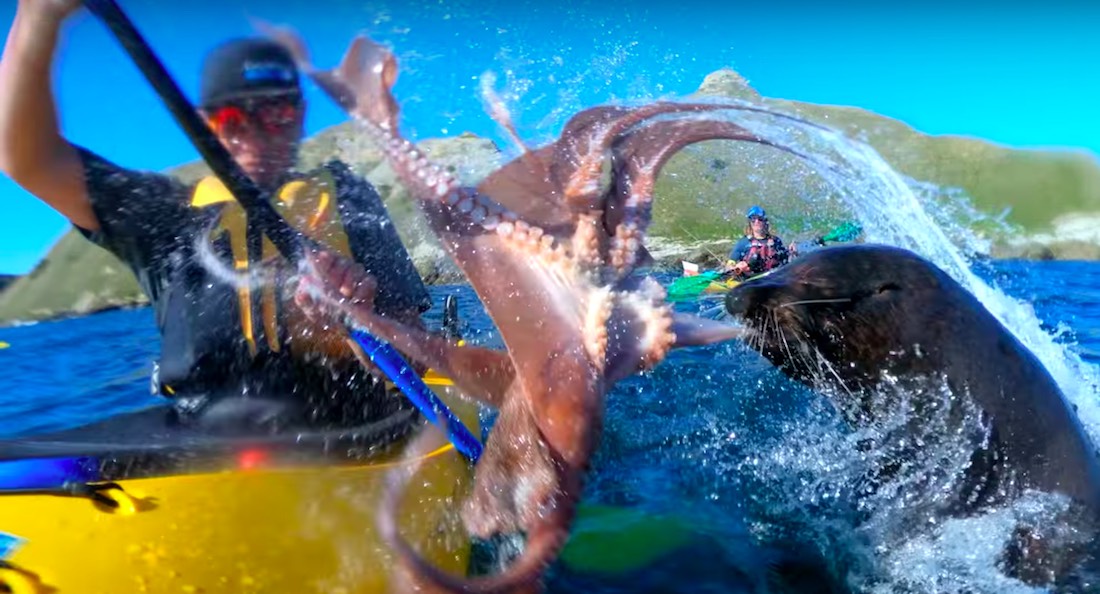 VIDEO: Foca golpea a kayakista con un pulpo… en serio