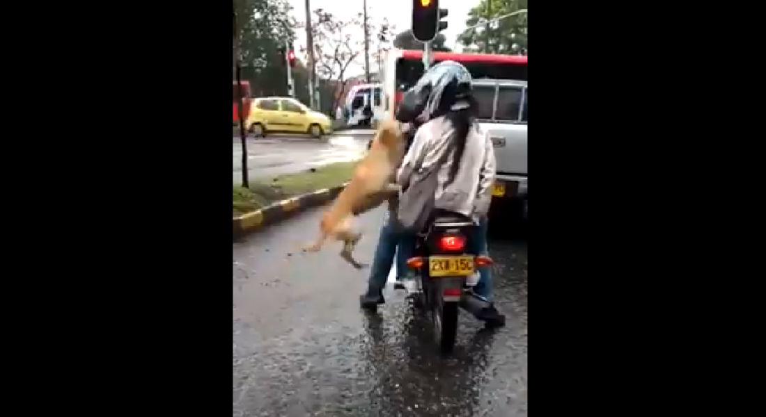 VIDEO: Perrito ruega a sus dueños que no lo abandonen