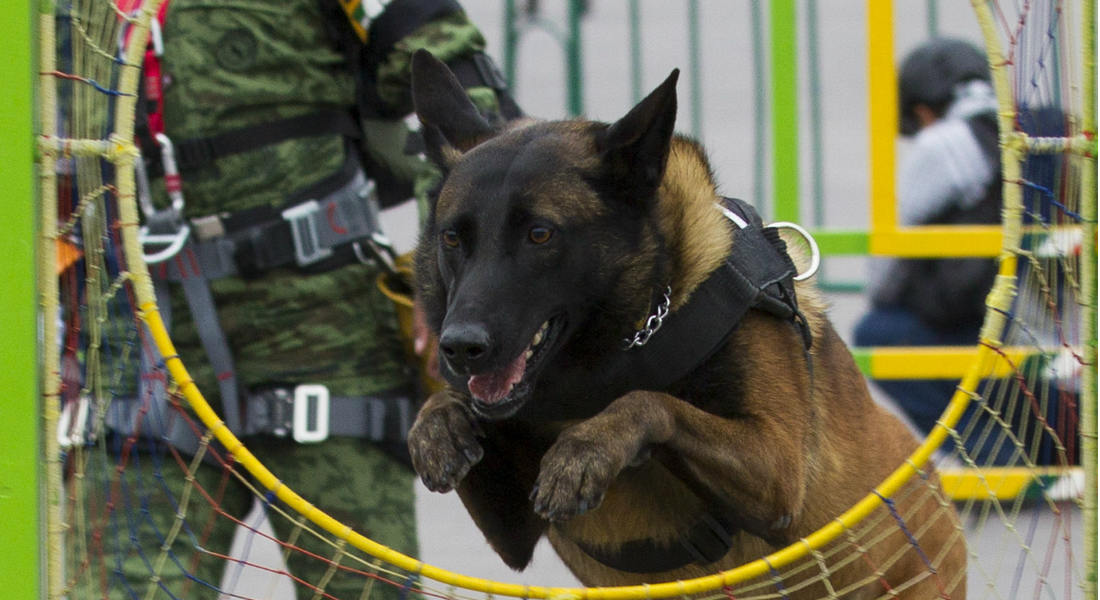 Binomio canino delata a policía que cargaba “hierbabuena” en su mochila