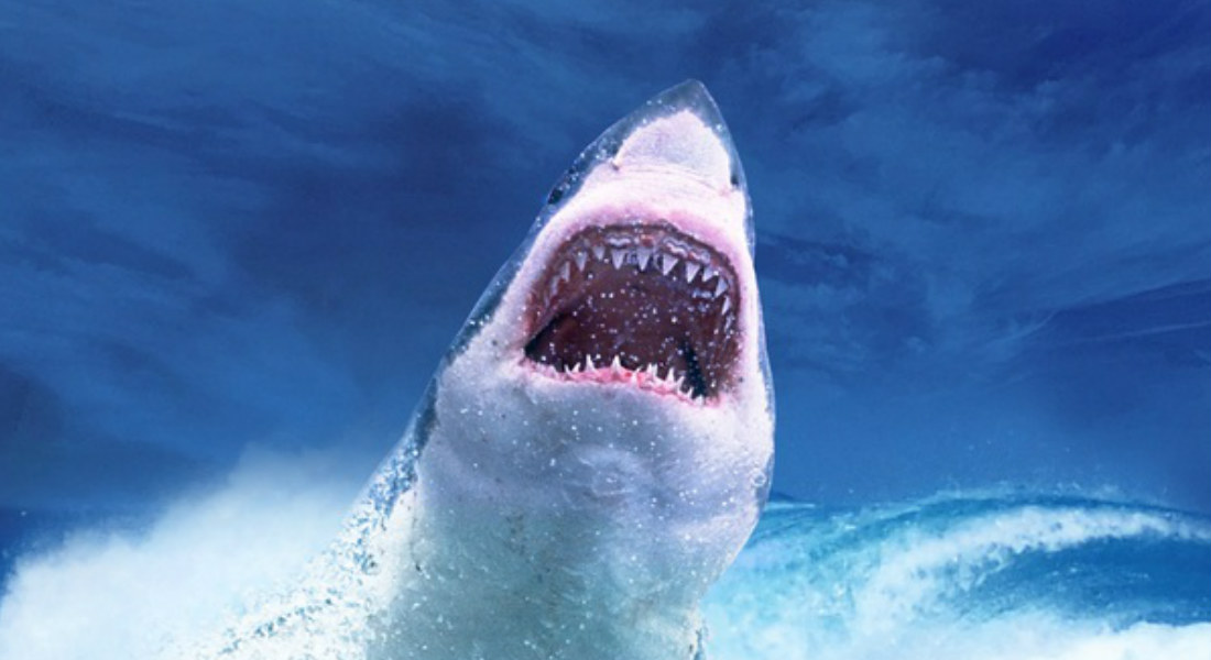 Tiburón Blanco, el incomprendido rey de los mares