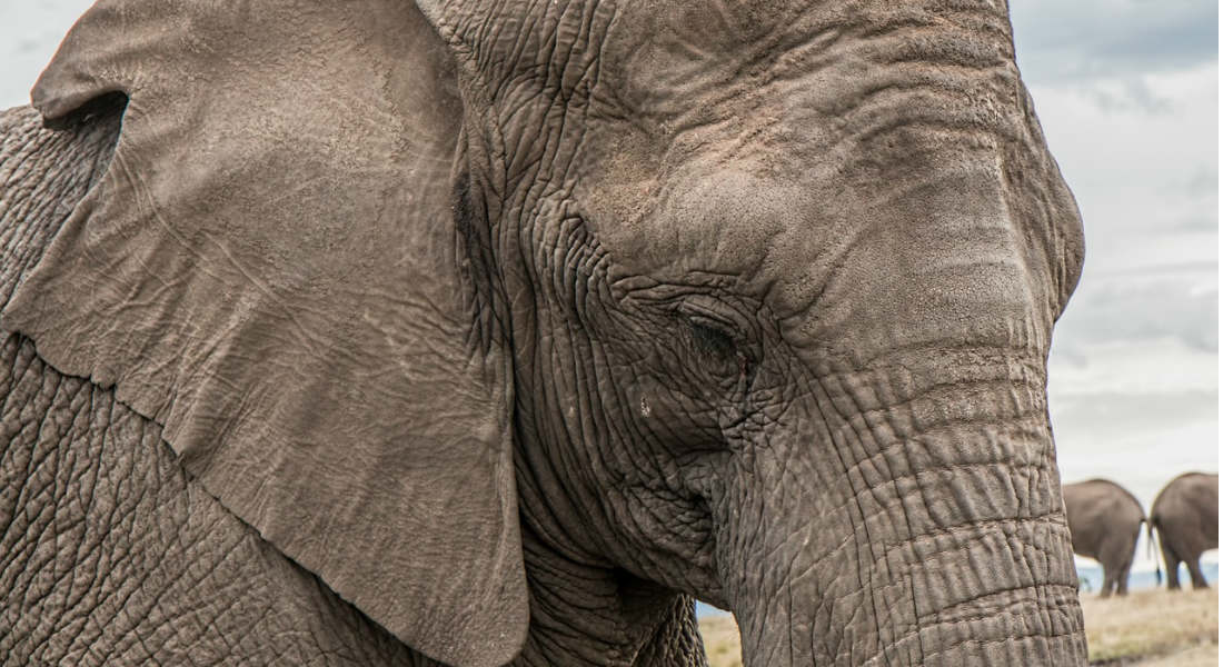 VIDEO: Elefantes reciben horrible entrenamiento para festival