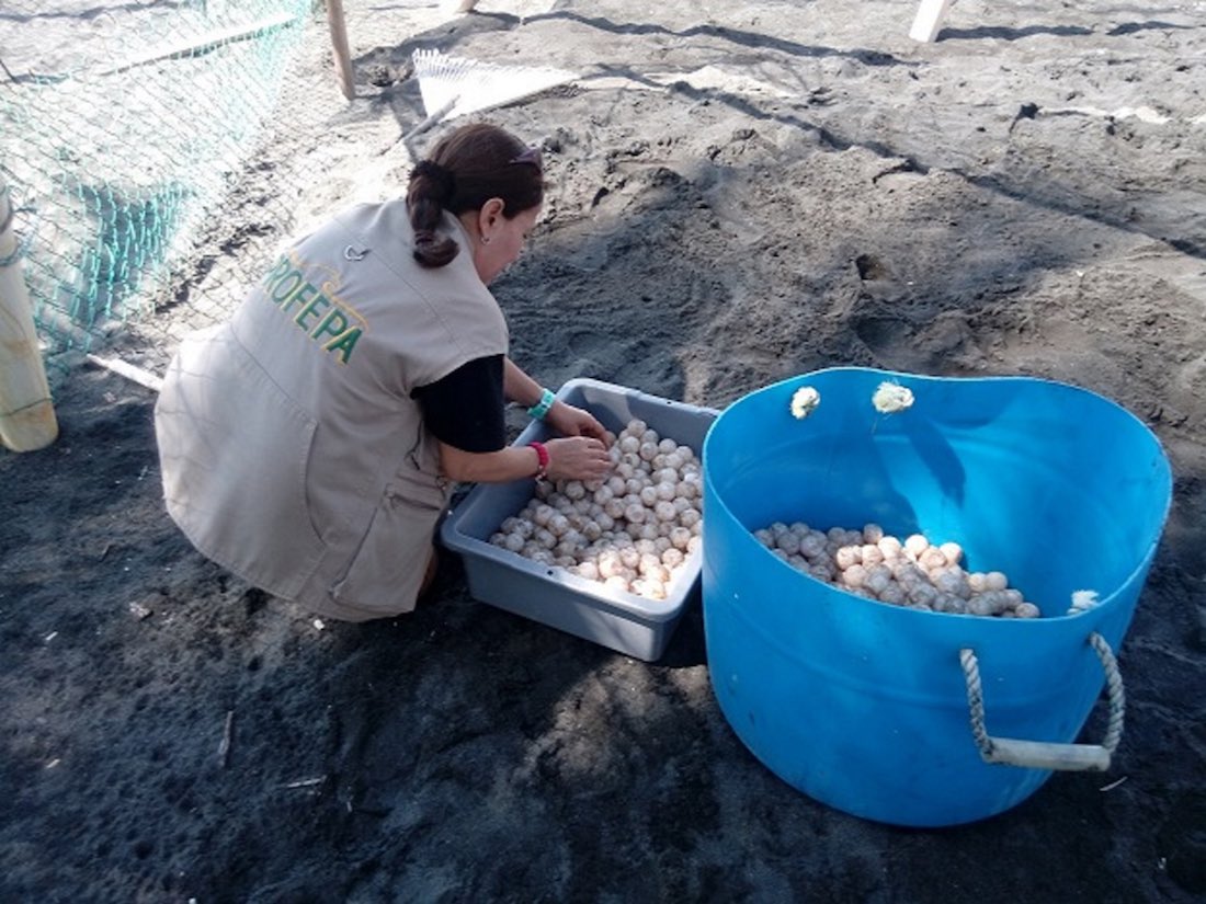Decomisan en Colima más de seis mil huevos de tortuga golfina