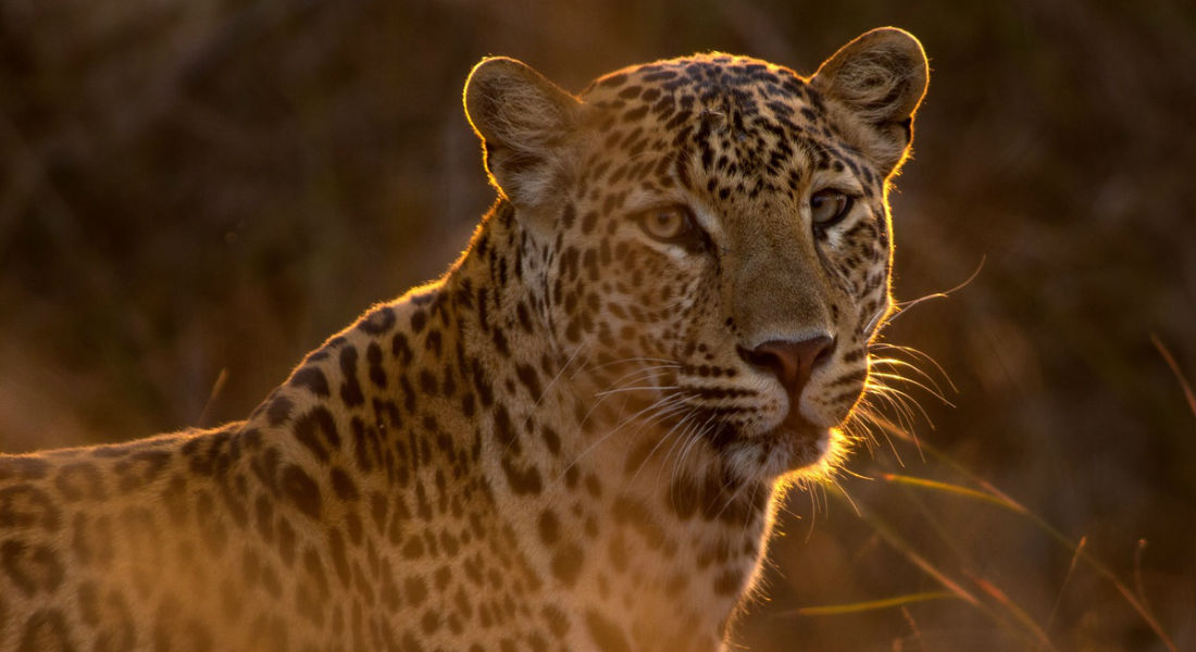 Cazadora es linchada en redes por mostrar foto de leopardo muerto