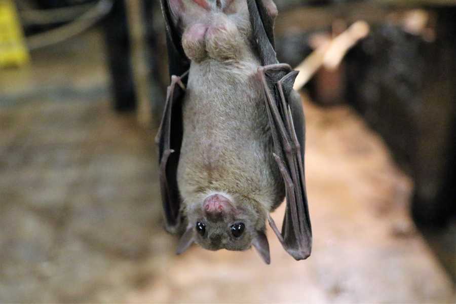 Nueva especie de ébola en murciélagos podría causar epidemia