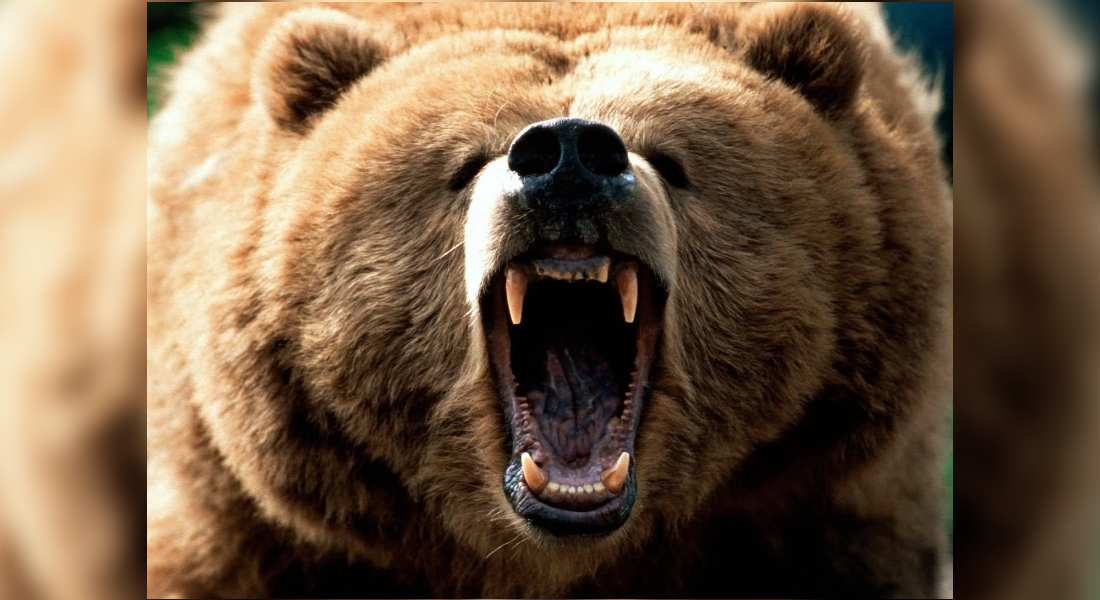 Prohibida la cacería de osos grizzly en EUA, afirma juez