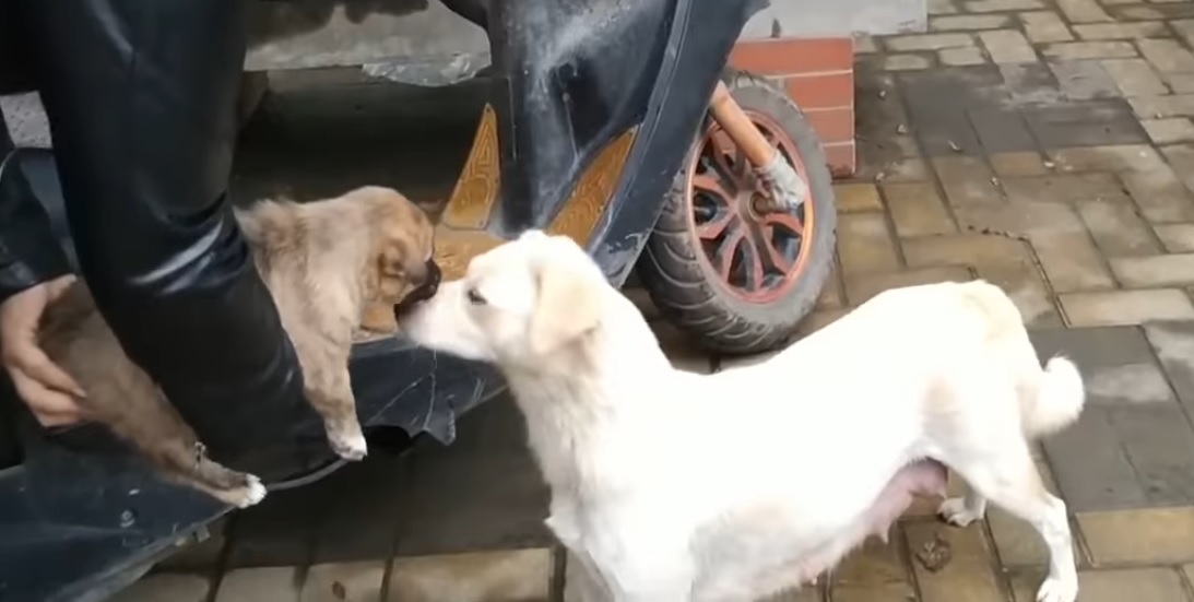 (VIDEO) Perrita llora desconsolada cuando se llevan a su cachorro