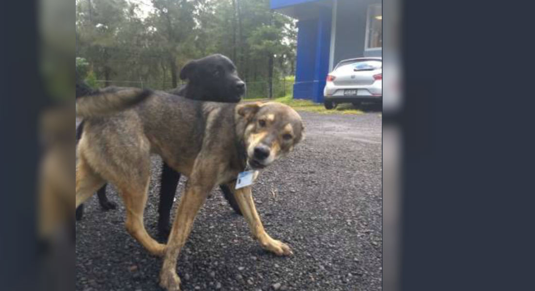 Institución rescata a tres perros y los convierte en policías de seguridad