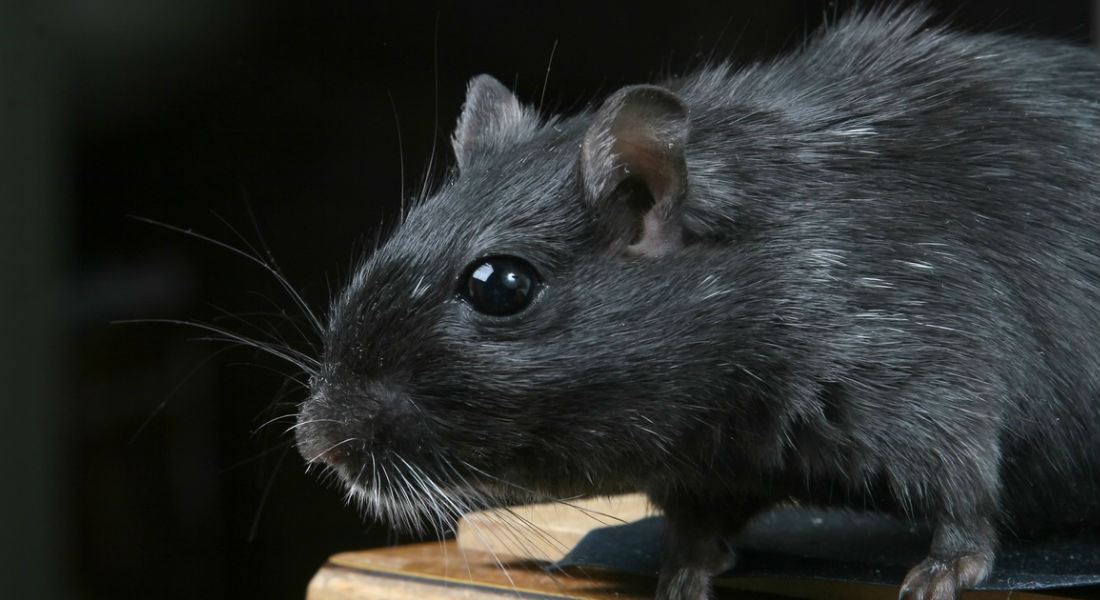 Primer caso humano de hepatitis E de los roedores