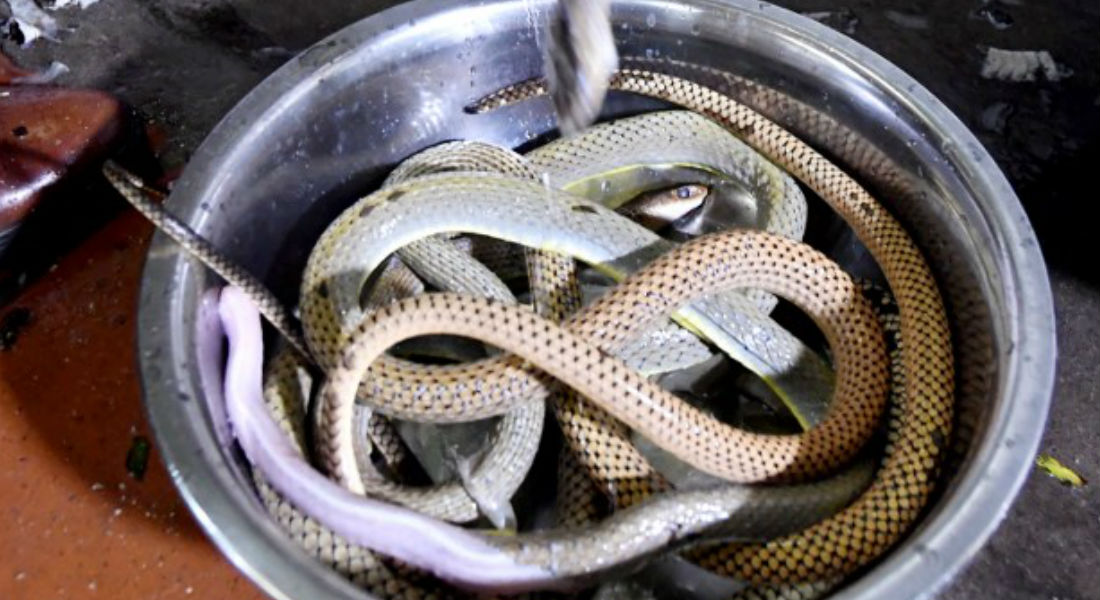 Chicharrón ¿de serpiente? así son los deliciosos platillos vietnamitas