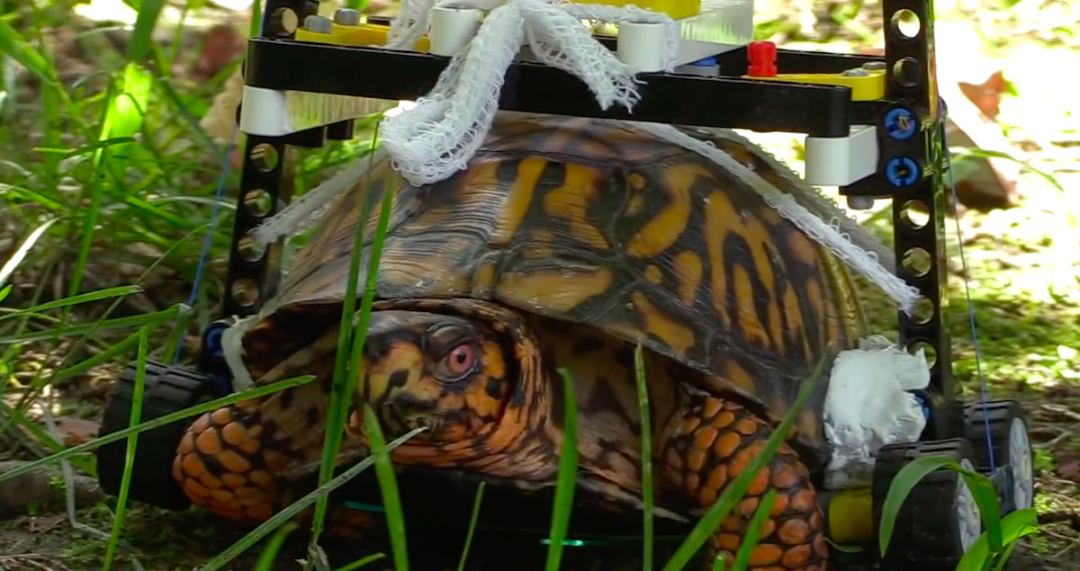 Un fan de LEGO logra que una tortuga vuelva a caminar