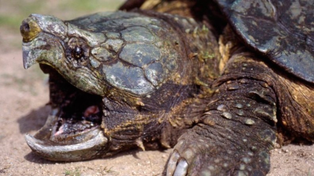 Encuentran tortuga caimán, especie que pensaban extinta desde 1994