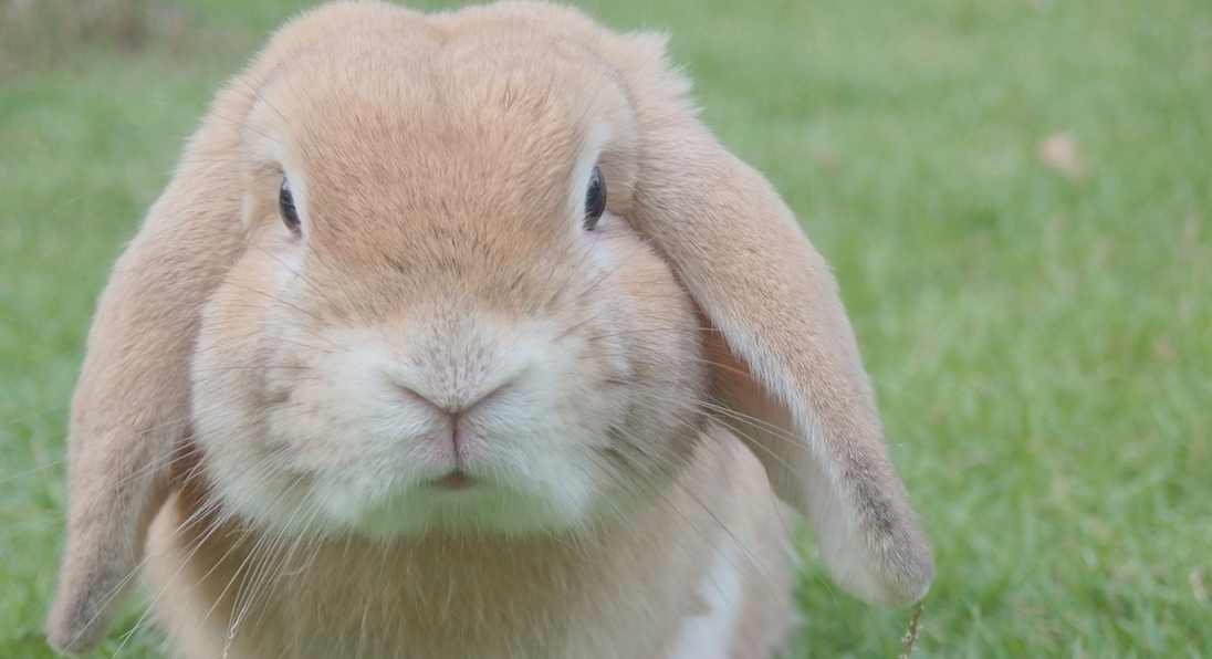 Asesino en serie de conejos provoca pánico en pueblito de jubilados