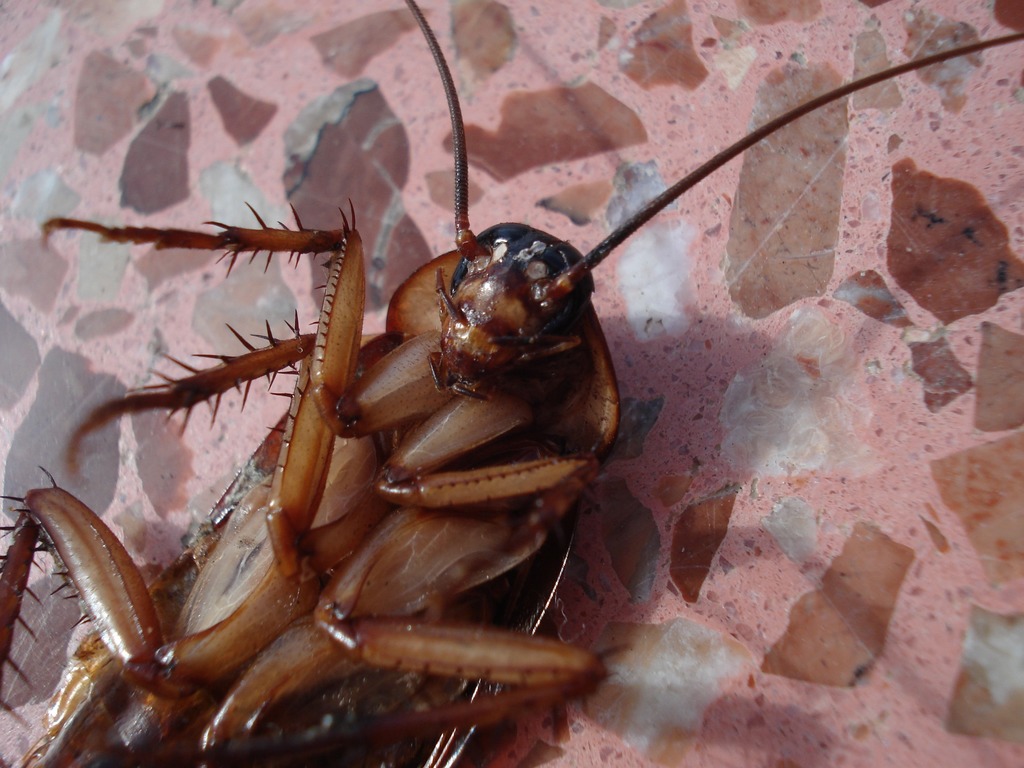 VIDEO: Encuentran decenas de cucarachas en paquete de comida a domicilio