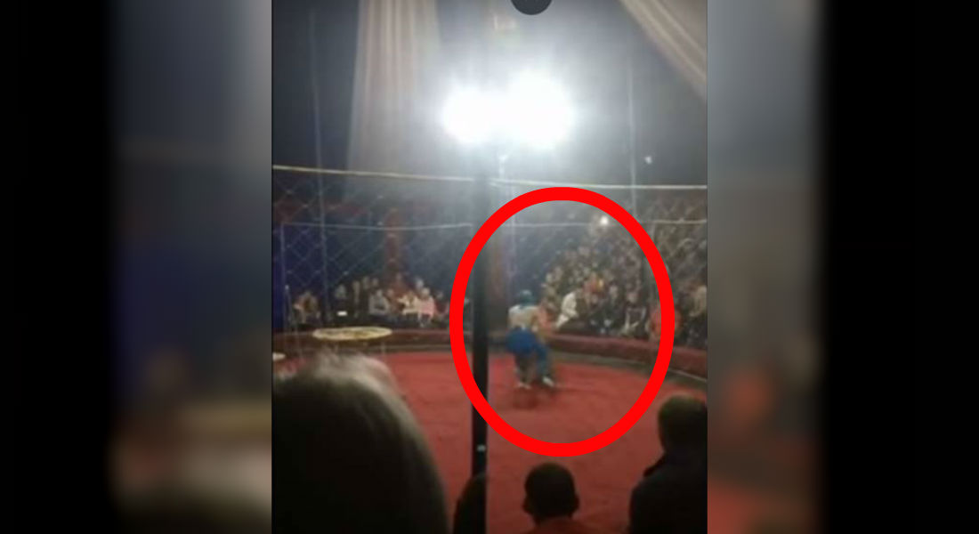 VIDEO: Leona ataca a una niña de tres años en un circo