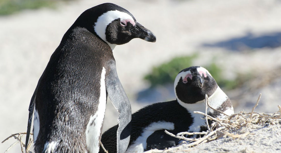 Una pareja de pingüinos se comportan como padres y cuidan de un huevo