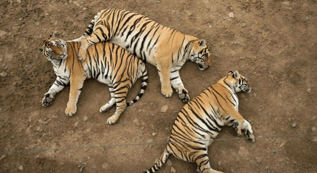 China legaliza el comercio de productos a base de tigre o rinoceronte