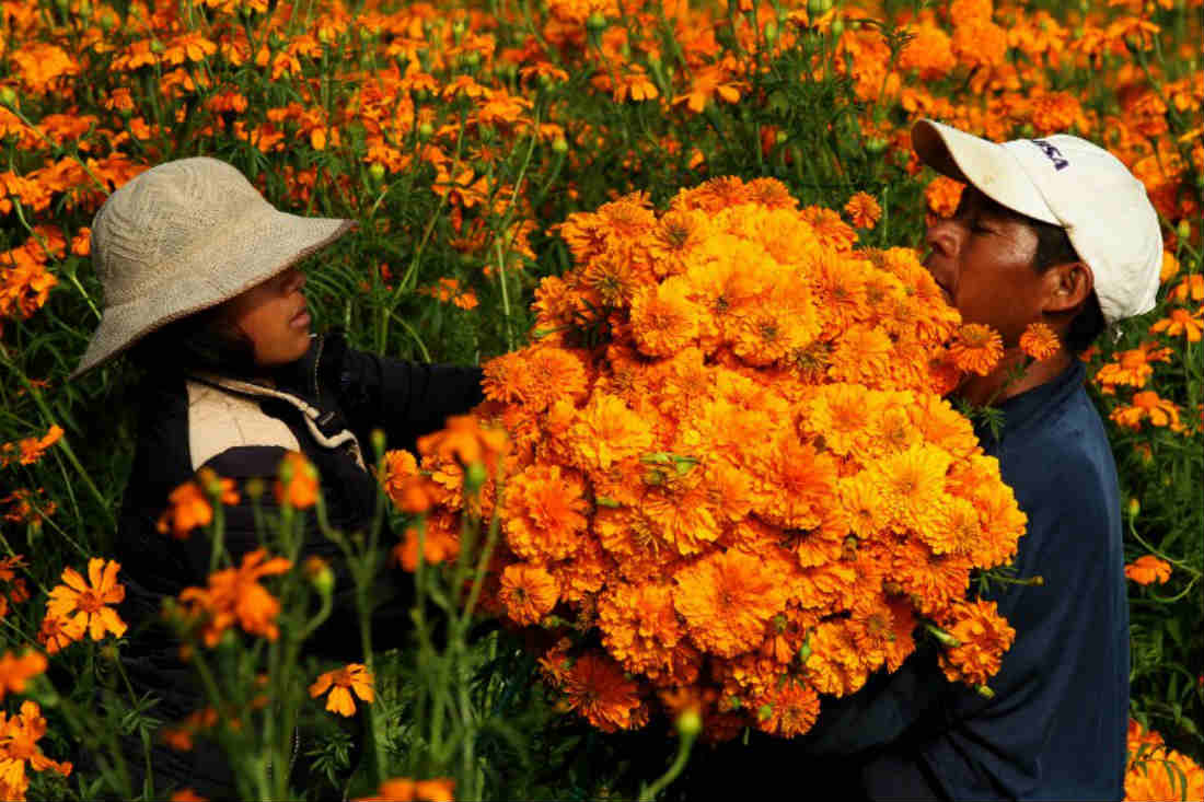 ¡Increíble! Esto es todo lo que no sabías sobre la Flor de Cempasúchil