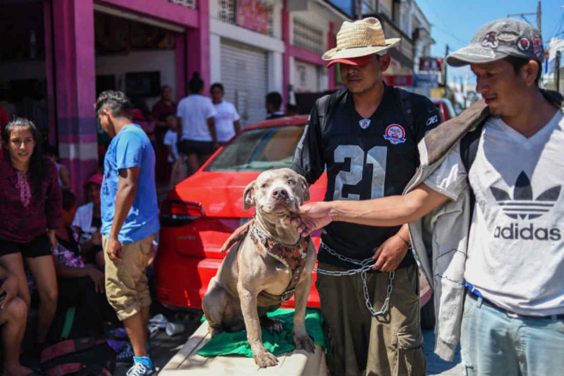 «Bolillo», el perrito que viaja con la Caravana Migrante