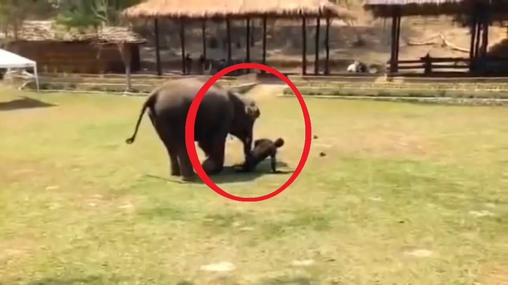 (VIDEO) Elefante defiende a su cuidador de ser atacado