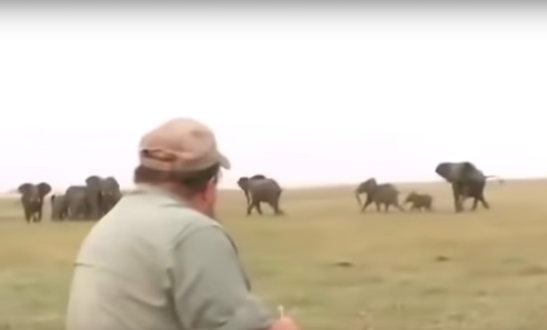 VIDEO: Elefantes persiguen a cazadores que mataron a uno de ellos