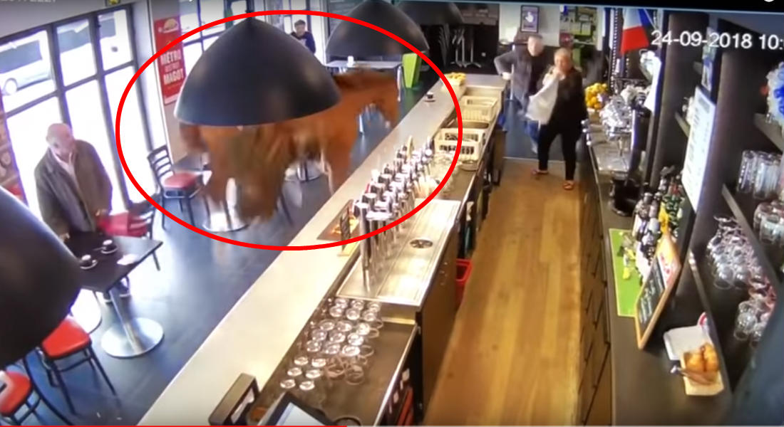 VIDEO: Caballo desbocado entra en cafetería y causa pánico