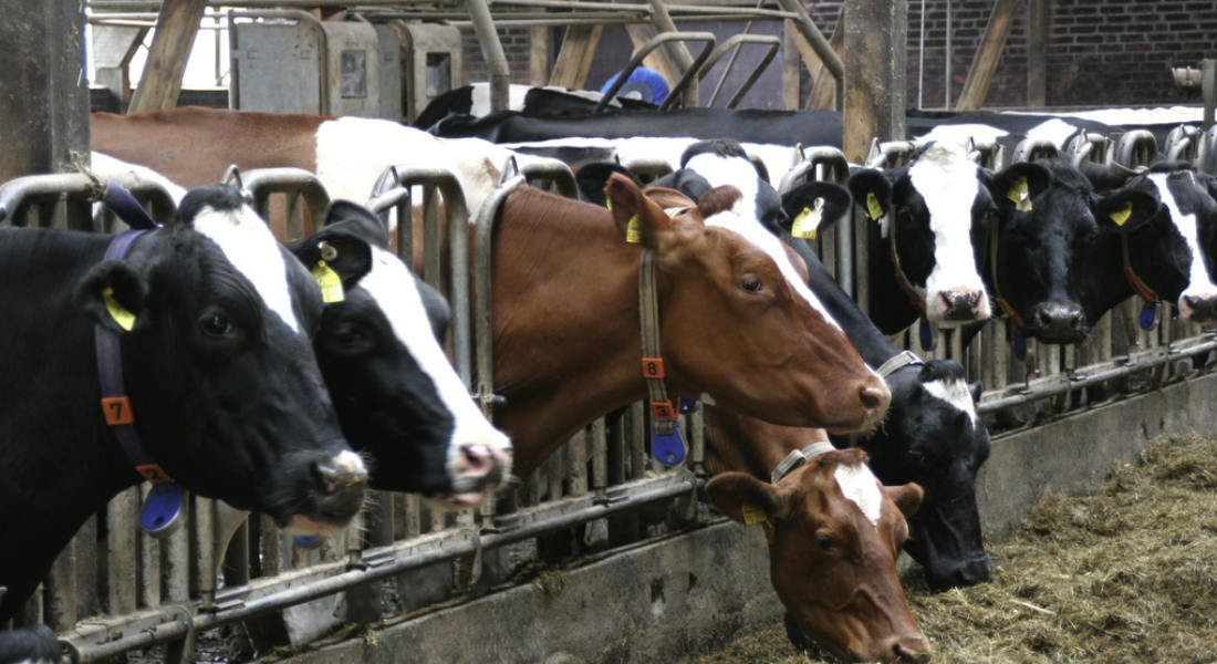 Productores de lácteos canadienses critican nuevo TLCAN