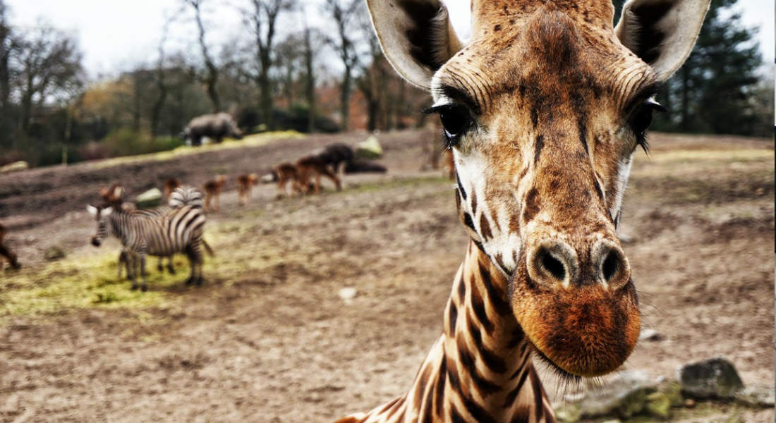 Las jirafas entran a la lista roja de especies en peligro de extinción