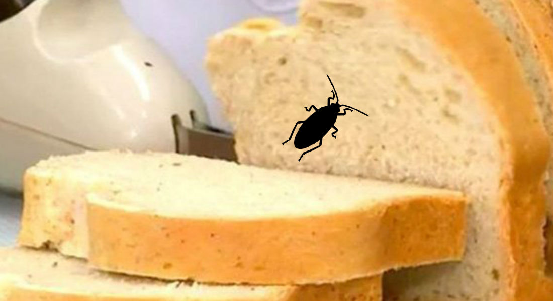 Pan de cucaracha; una solución para la escasez de alimentos en el mundo