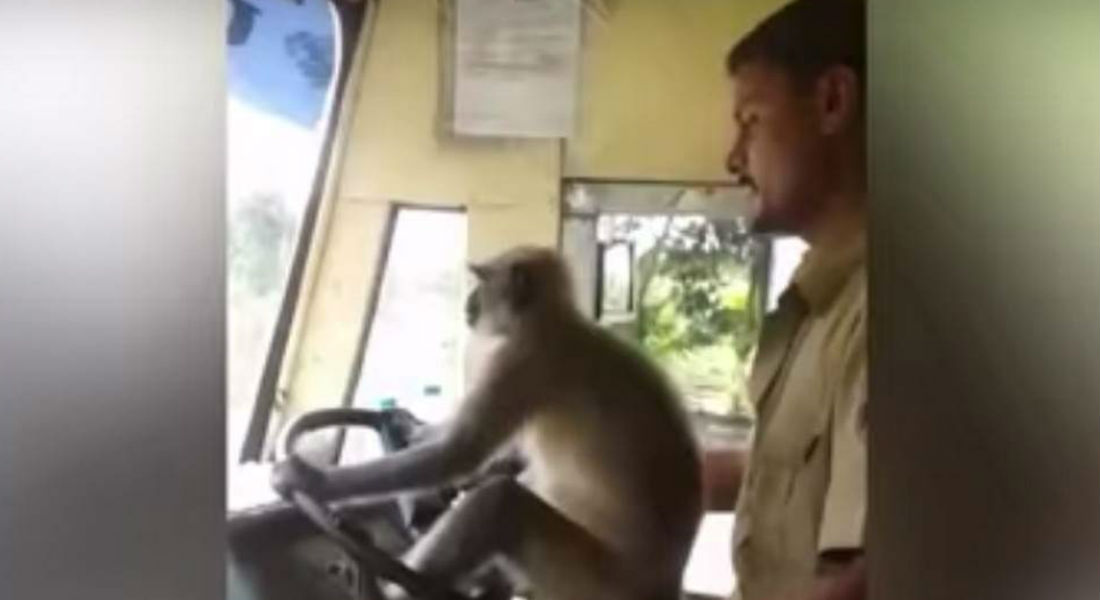 VIDEO: Suspenden a chofer de autobús por dejar conducir a un mono