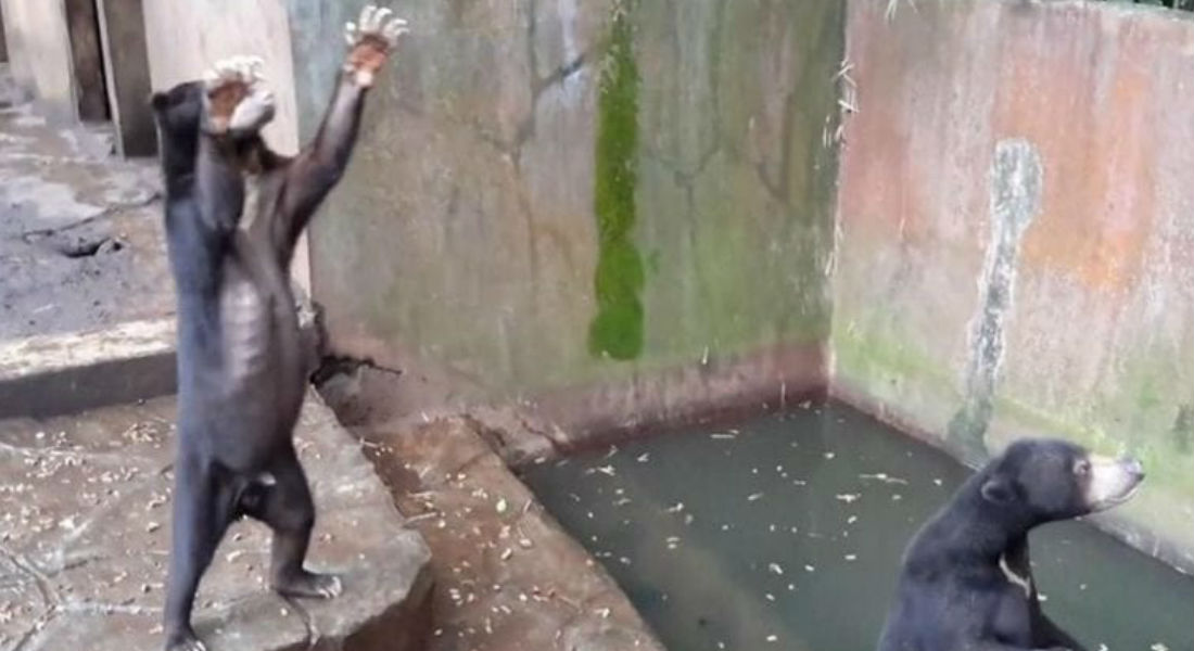 VIDEO: Osos malnutridos ruegan por comida en Zoológico de Indonesia