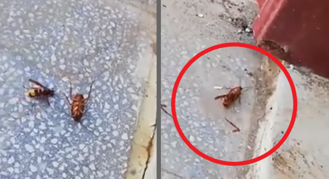VIDEO: Mortal combate entre cucaracha y avispón termina mal para ambos