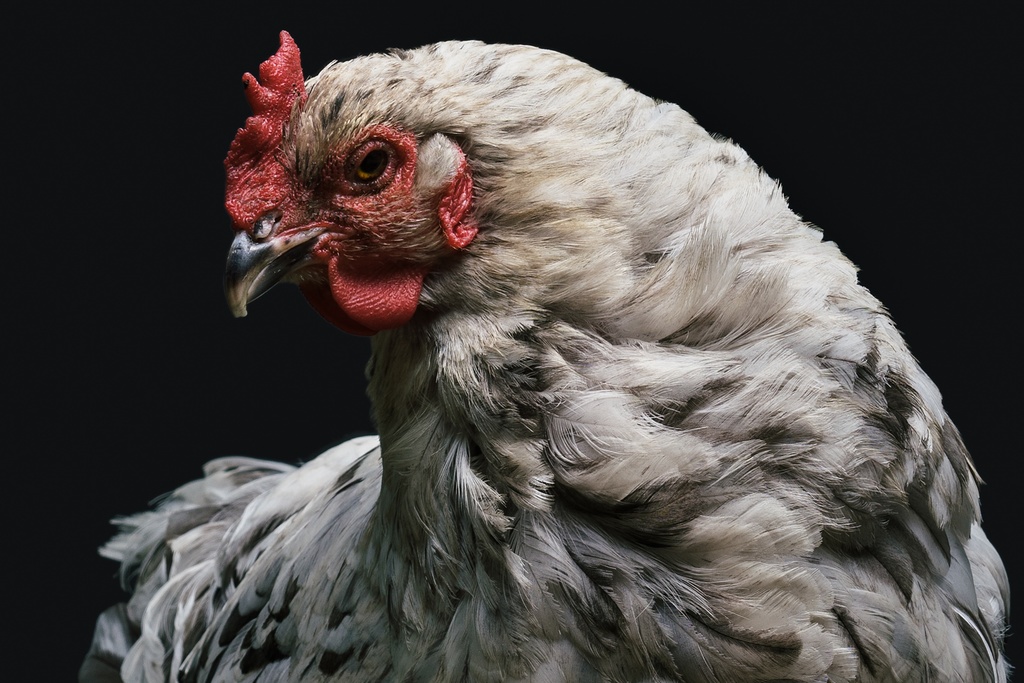 ¡La salmonela ataca! 92 personas enfermas por comer pollo
