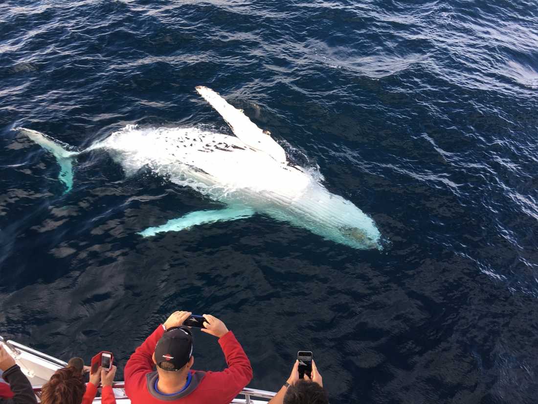 Descubren que las ballenas se esconden cuando los barcos pasan