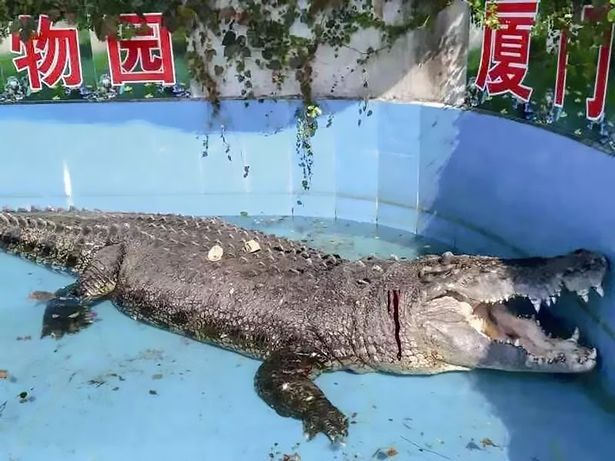 Turistas apedrean a cocodrilo en zoológico para ver si es real