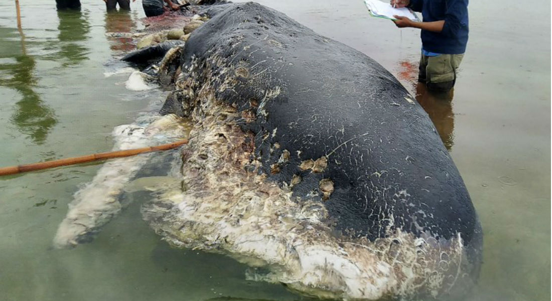 Anuncia Japón que reanudará caza comercial de ballenas en 2019