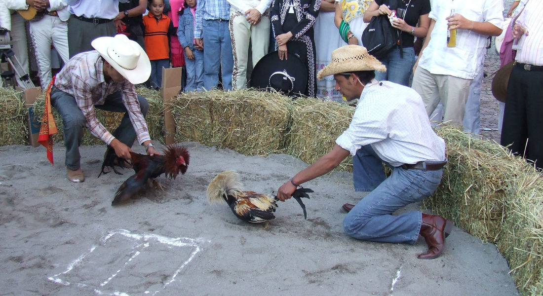 ¿Se acaban los «gallos» en Veracruz?