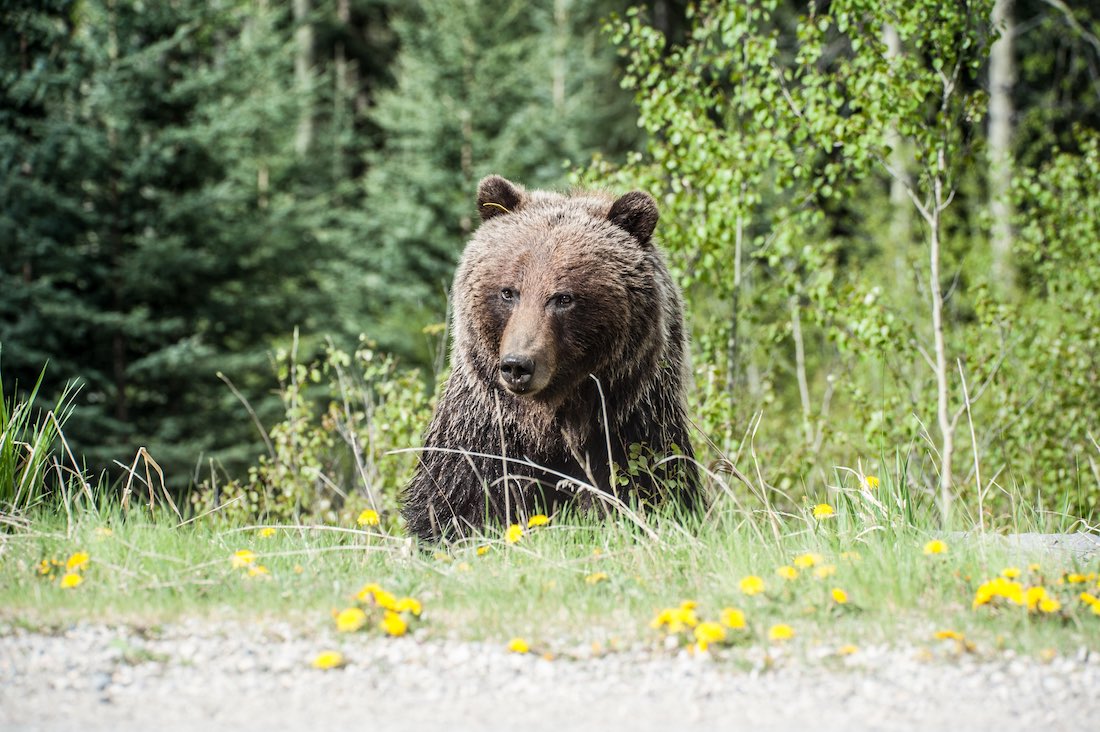 Cazador pierde a su familia en las garras del oso grizzly que quería capturar