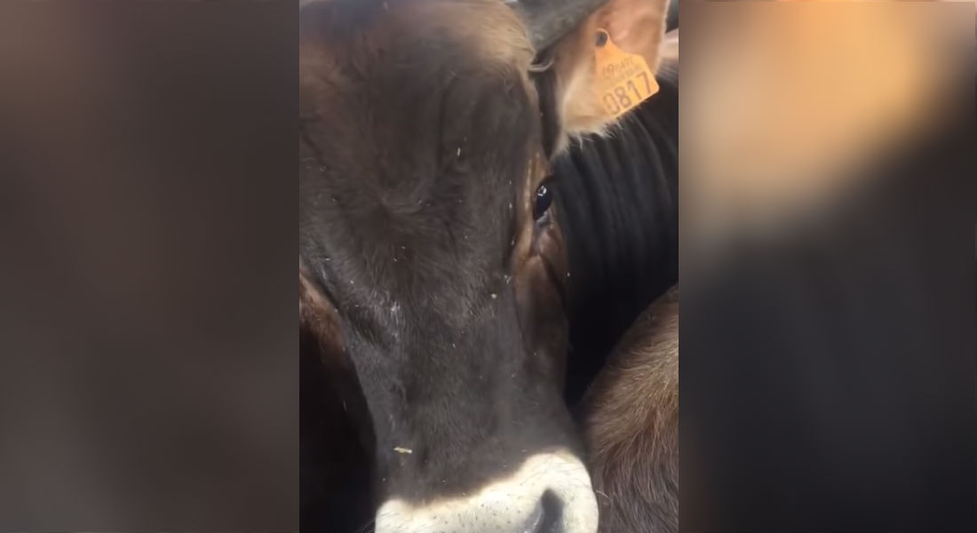 VIDEO: El desgarrador llanto de una vaca antes de entrar al matadero