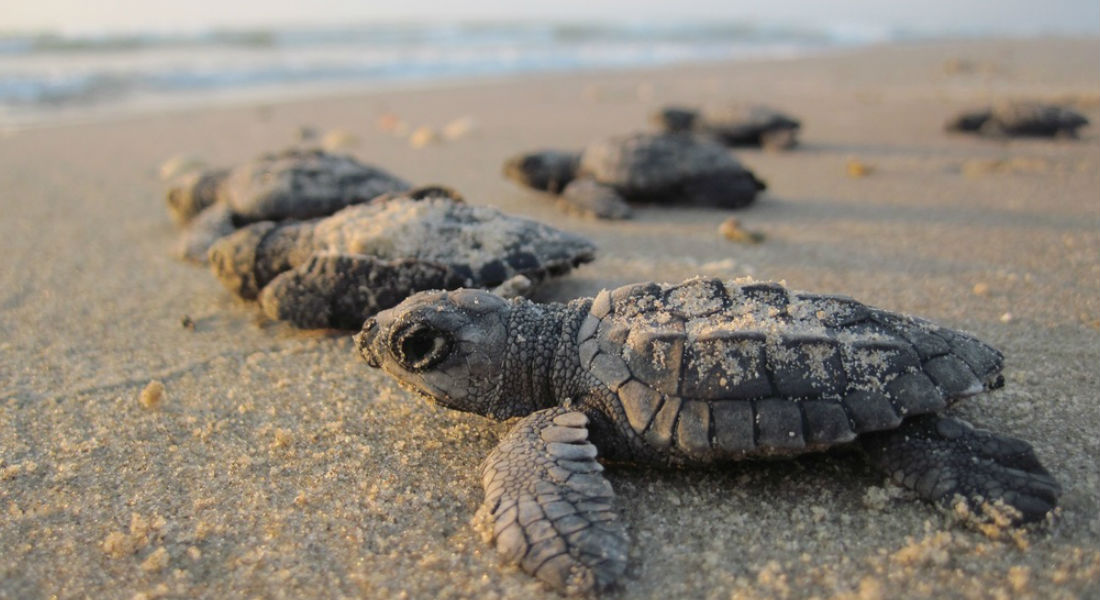 Lujoso hotel destruye nido de tortugas en playa de Los Cabos