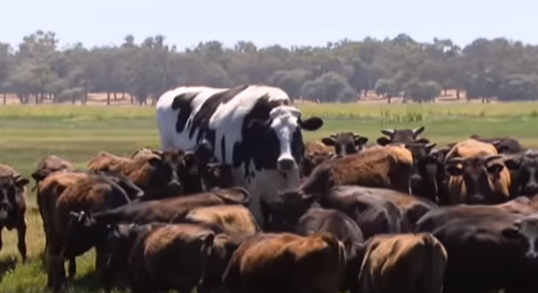 VIDEO: Knickers podría ser la vaca más grande del mundo