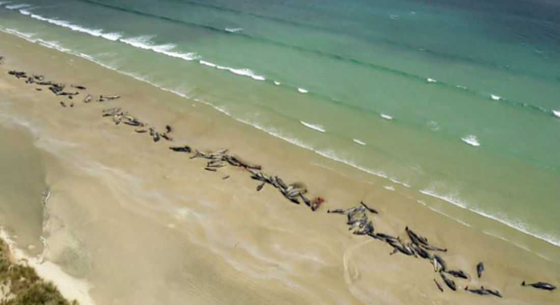 Misterioso hallazgo: 145 ballenas muertas en una playa de Nueva Zelanda