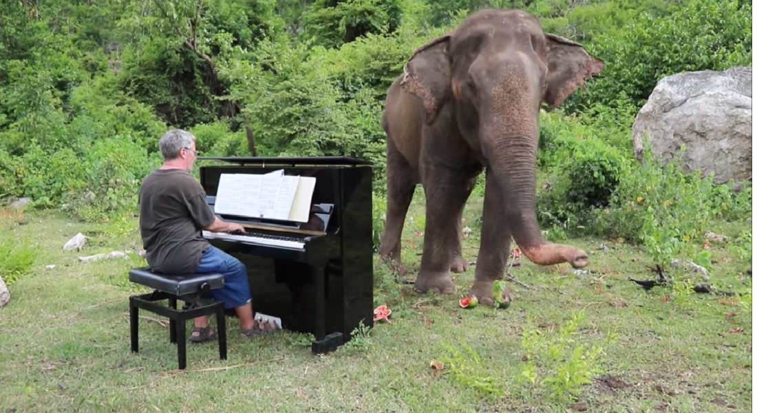 VIDEO: Hombre da conciertos a elefantes con ceguera