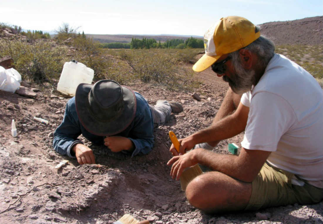 Encuentran los restos de una nueva especie de dinosaurio en Argentina